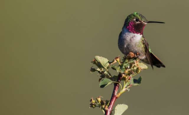 Top 5 Ways to Get Involved in Birdwatching and Help Track Migration Patterns